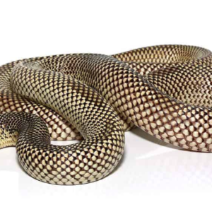 Blotched Kingsnake For Sale