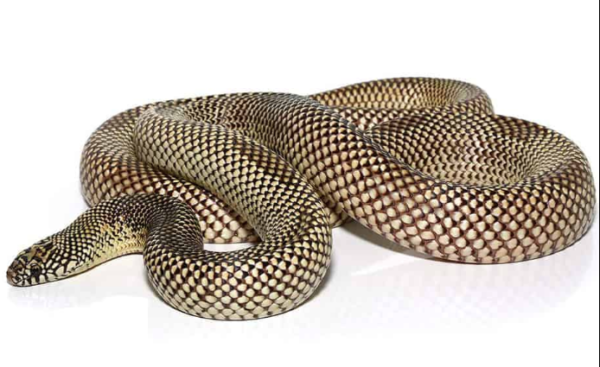 Blotched Kingsnake For Sale