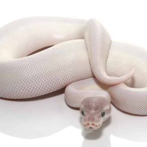 Blue Eye Leucistic Ball Python For Sale