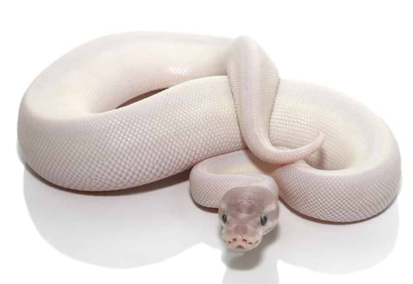 Blue Eye Leucistic Ball Python For Sale