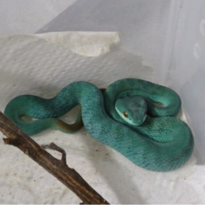 Blue Komodo Island Viper For Sale