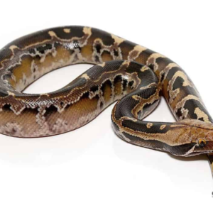 Borneo Blood Python For Sale