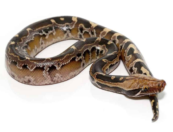 Borneo Blood Python For Sale