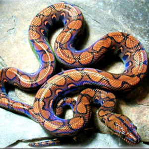 Brazilian Rainbow Boa for Sale