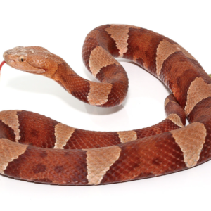 Broad Banded Copperhead Snake For Sale