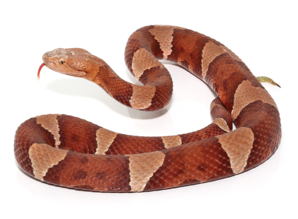 Broad Banded Copperhead Snake For Sale