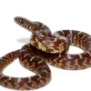 Brooks Kingsnake for Sale