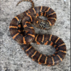 Brooks Kingsnake for Sale