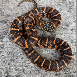 Brooks Kingsnake for Sale