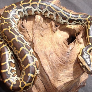 Burmese Python for Sale