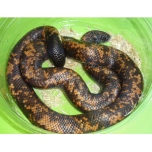 Calabar Python for Sale