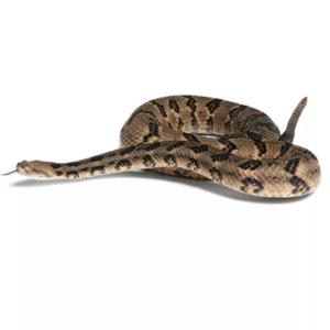 Canebrake Rattlesnake For Sale