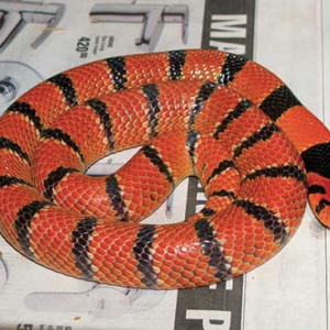 Cape Coral Cobra For Sale