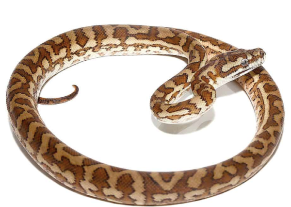 Caramel Carpet Python For Sale