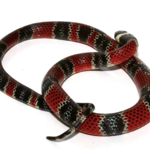 Central American Coral Snake For Sale