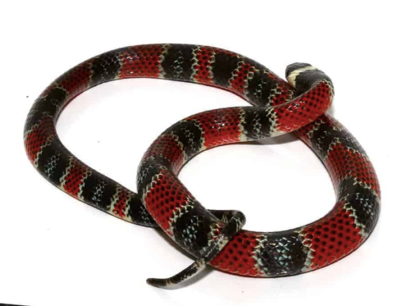 Central American Coral Snake For Sale