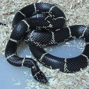 Eastern Chain Kingsnake for Sale