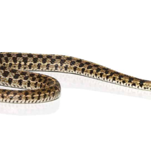 Checkered Garter Snake For Sale