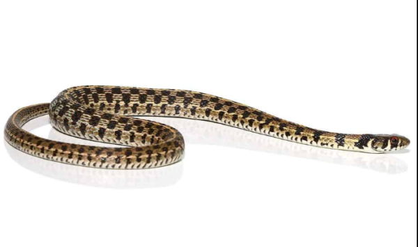 Checkered Garter Snake For Sale