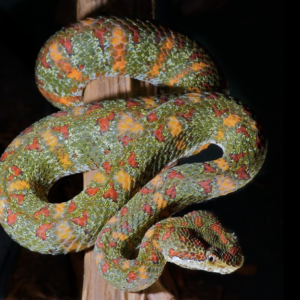 Christmas Tree Eyelash Viper For Sale