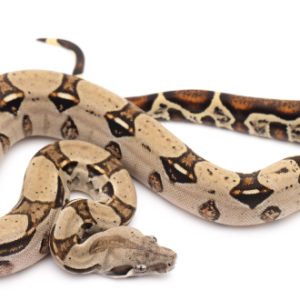 Columbian Red Tail Boa for Sale