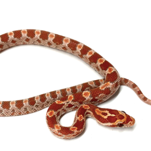 Corn Snake for Sale