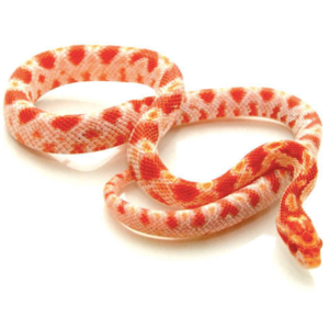 Albino Corn Snake for Sale