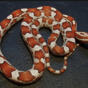 Crimson Corn Snake for Sale