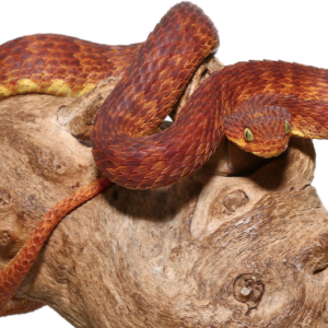 Dark Red Squamigera Bush Viper For Sale