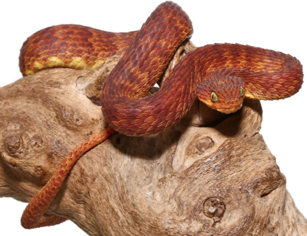 Dark Red Squamigera Bush Viper For Sale