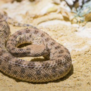 Desert Horned Viper For Sale