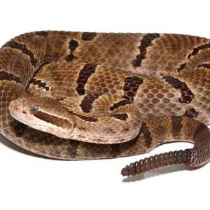 Durango Mountain Rattlesnake For Sale