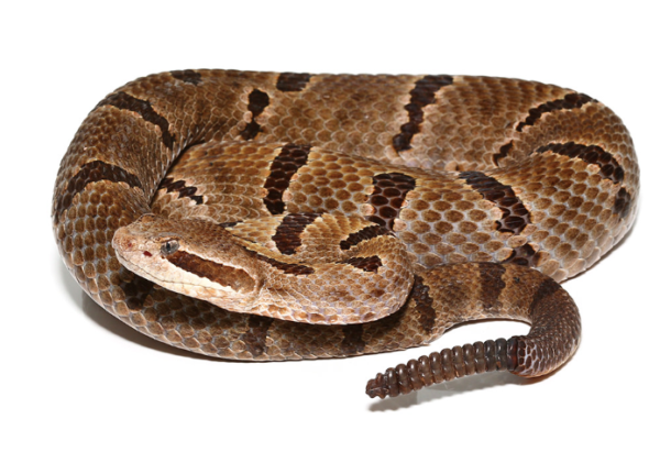 Durango Mountain Rattlesnake For Sale