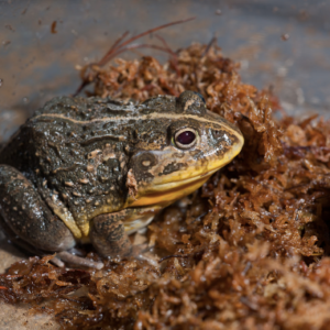 Dwarf Pixie Frog for Sale