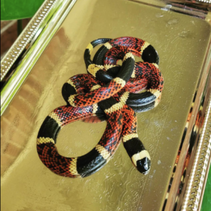 Eastern Coral Snake For Sale