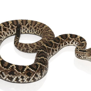 Eastern Diamondback Rattlesnake For Sale