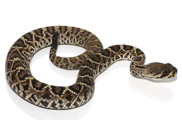 Eastern Diamondback Rattlesnake For Sale