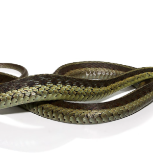 Eastern Garter Snake For Sale