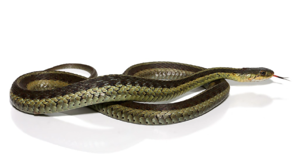 Eastern Garter Snake For Sale