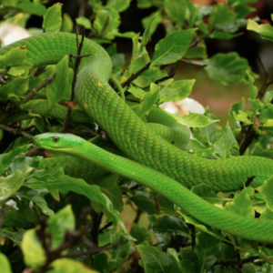 Eastern Green Mamba For Sale