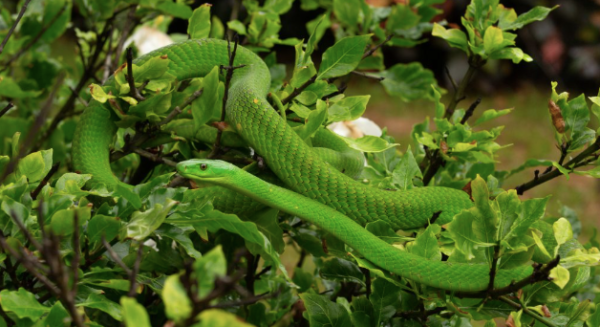 Eastern Green Mamba For Sale