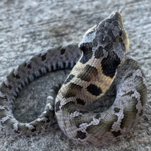 Eastern Hognose Snake for Sale