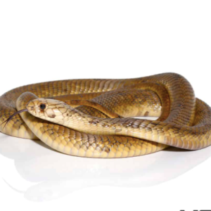 Egyptian Cobra For Sale