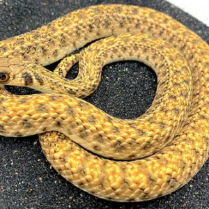 Egyptian False Cobra for Sale