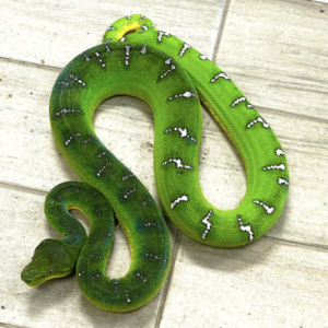 Emerald Tree Boa for Sale