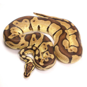 Enchi Ball Python for Sale