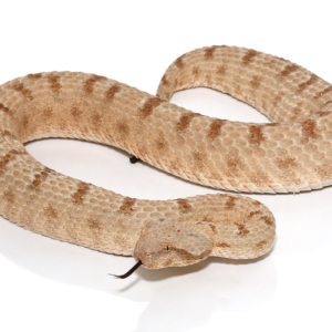 Field’s Horned Viper For Sale