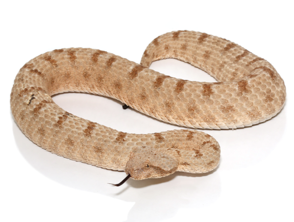 Field’s Horned Viper For Sale