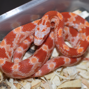 Corn Snakes For Sale