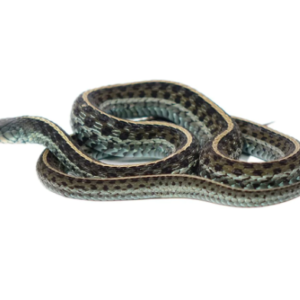 Florida Blue Garter Snake for Sale